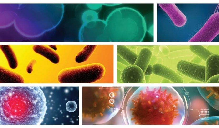 Images of microbes